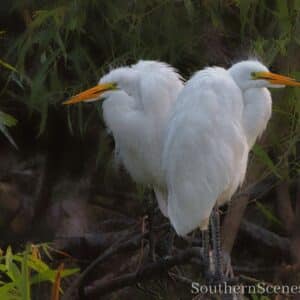 Love on a Limb