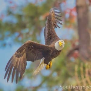 Bald Eagle in Flight