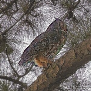 Great Horned Owl