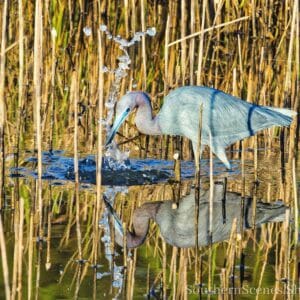 Little Blue Heron Blowing Bubbles