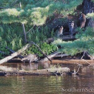 Racoon Family
