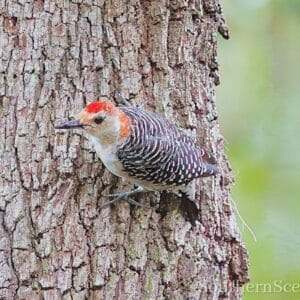 Red-Breasted Woodpecker