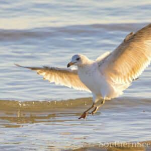 Ring-Billed Gull landing
