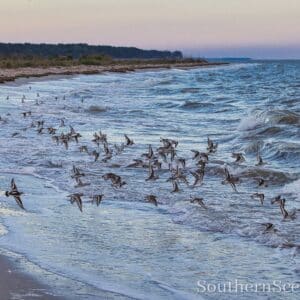Sandpipers and Ruddy Turnstones