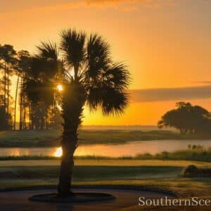Sunrise Through a Palm Tree