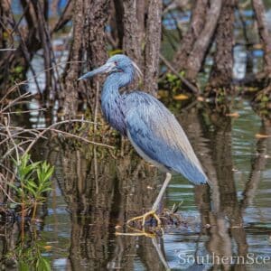 Tri-Colored Heron 3