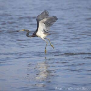 Tri-Colored Heron Take-Off
