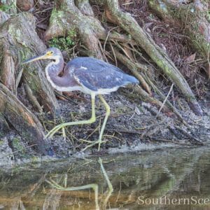 Tri-Colored Heron Walking
