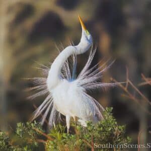 White Egret Mating Ritual
