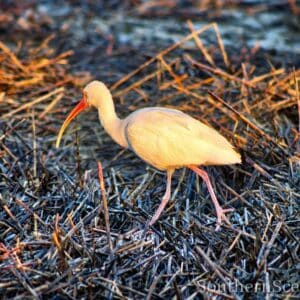 White Ibis