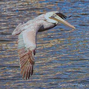 Brown Pelican in Flight