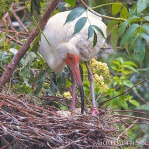 Ibis Mom Checking Eggs