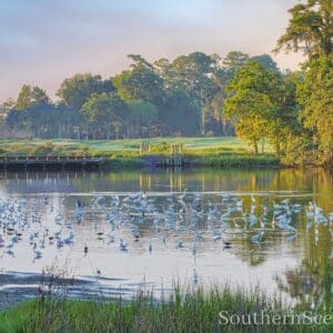 Birds on a Pond