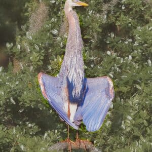 Great Blue Showing Off to the Chicks