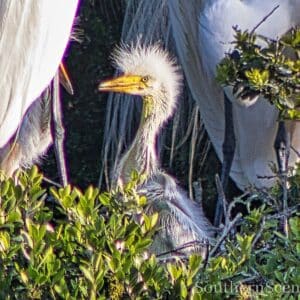 Great Egret baby