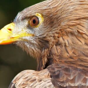 Yellow-Billed Kite up close