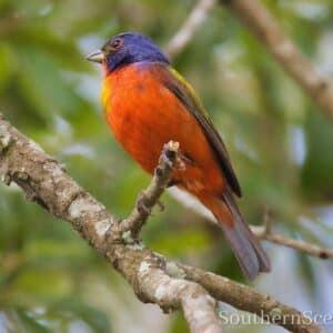 Painted Bunting up close
