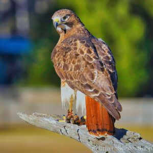 Red-Tailed Hawk Stare
