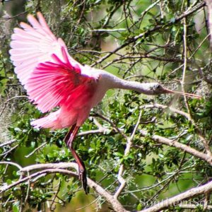 Roseate Spoonbill landing