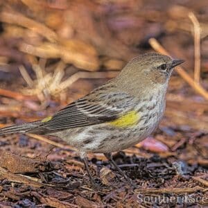 Yellow Breasted Warbler
