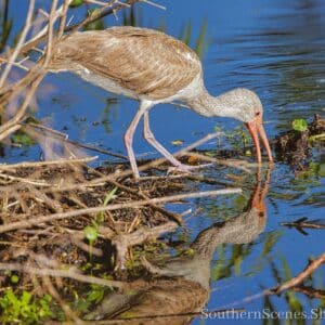 Adolescent Ibis Fishing