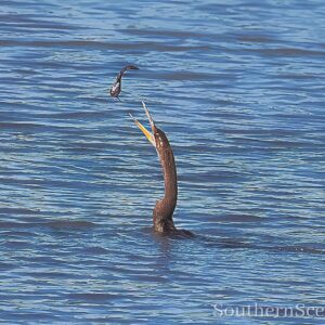 Anhinga Playing with Food