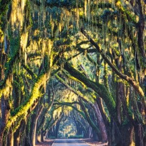 Ave of the Oaks 6