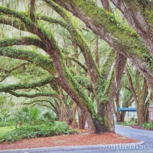 Avenue of the Oaks 3