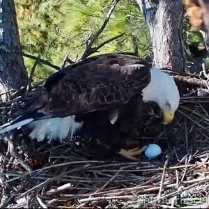 Bald Eagle guarding her egg