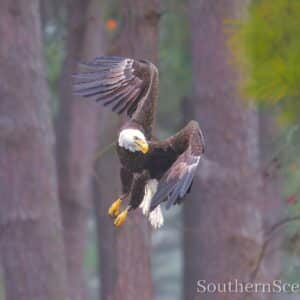 Bald Eagle making a turn