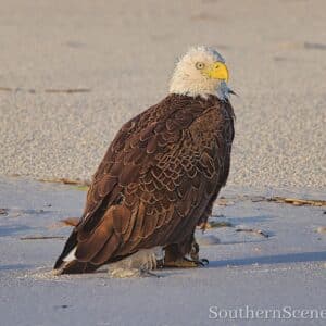 Baldie on the Beach