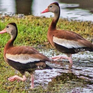 Black-Bellied Whistling Ducks