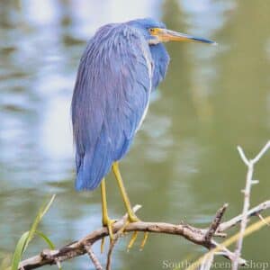 Blue Heron with Food