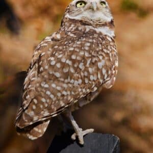 Burrowing Owl