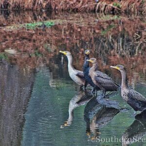 Cormorants and reflection