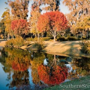 Cypress Trees in the Autumn