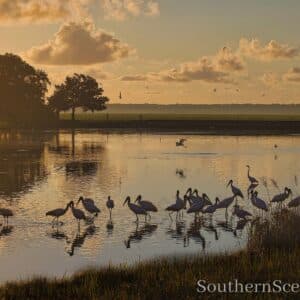 Duck Pond with Birds