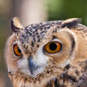 Eurasian Eagle Owl