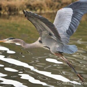 Great Blue Heron in flight