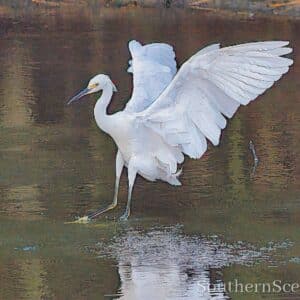 Great Egret Landing