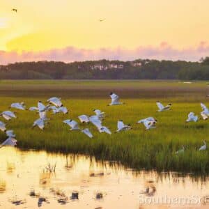 Ibis Flock in Flight