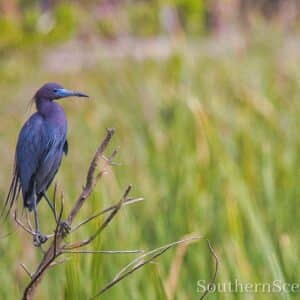 Little Blue Heron Gazing
