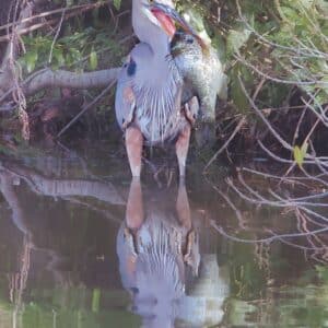 Lunch for this Heron