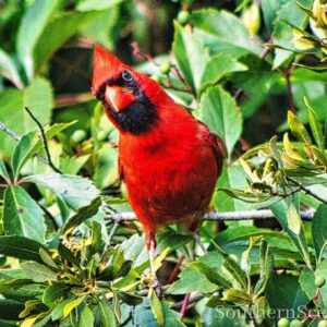 Northern Cardinal looking at you