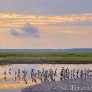 Peaceful Birds at Sunrise