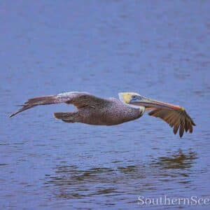 Pelican (white) in flight