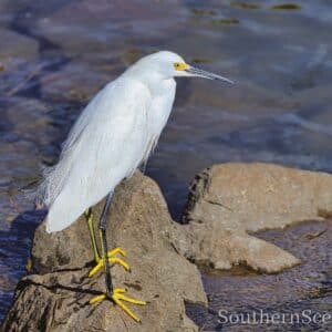 Snowy Egret