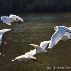 Snowy Egrets in flight