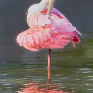 Spoonie Ballerina