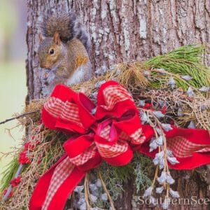 Squirrel Enjoying Christmas